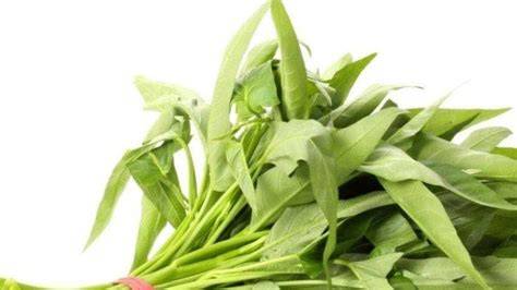 daun kangkung
