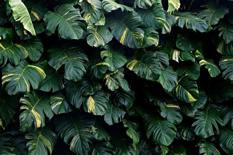 daun monstera