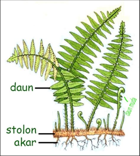 daun paku