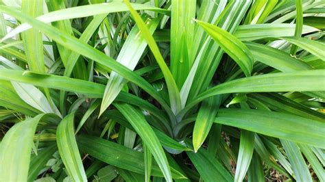 daun pandan