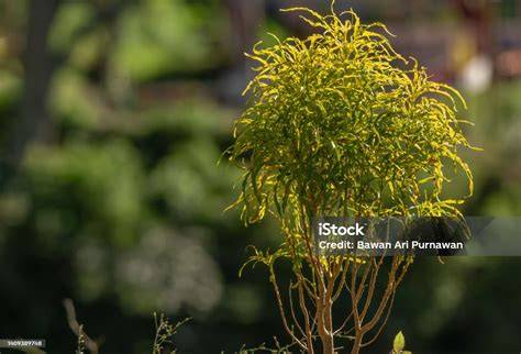 daun pipih