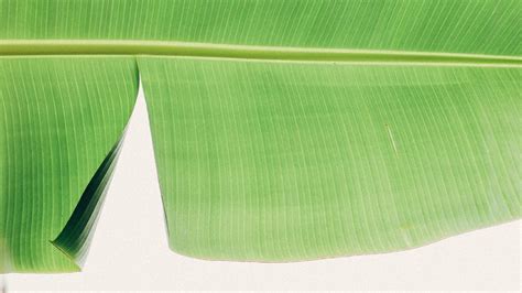 daun pisang