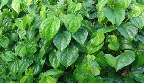 daun sirih