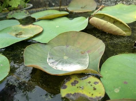 daun teratai