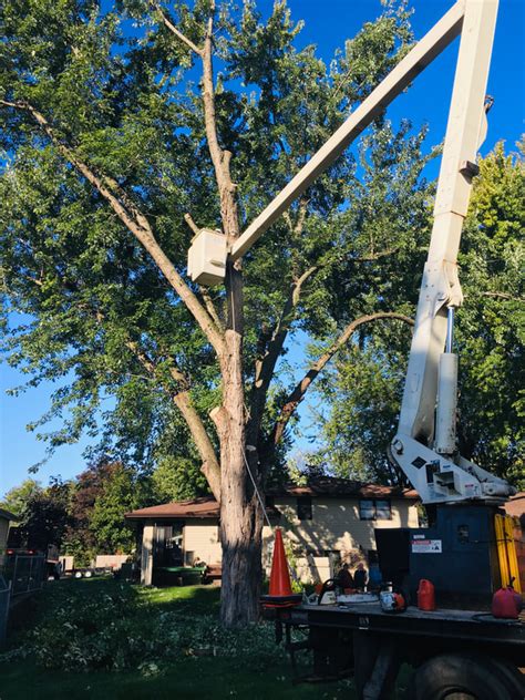 dave's tree removal reviews
