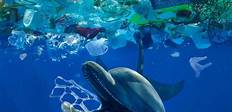 Debris Pollution on Marine Life