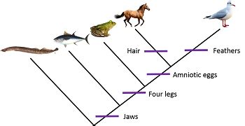 definition of branching tree diagram