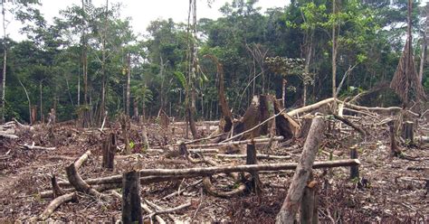 deforestation