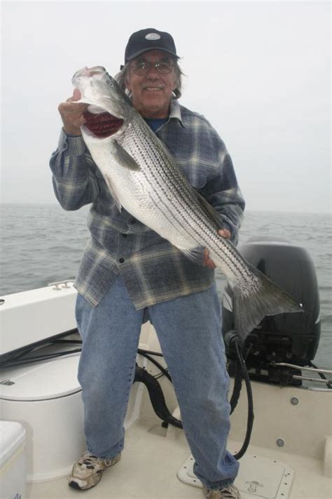 Delaware Bay Striped Bass