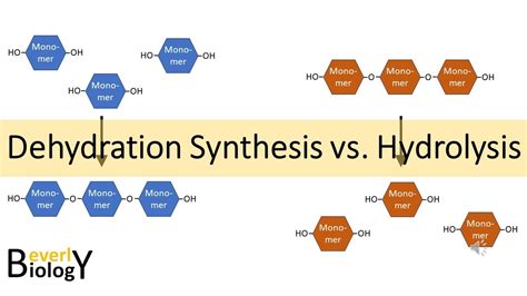 describe the relationship between dehydration synthesis and hydrolysis