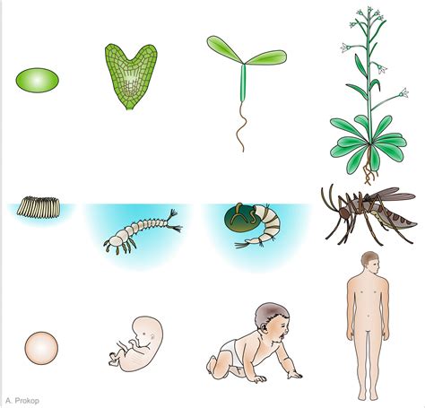 development examples biology