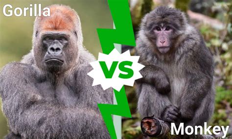 difference between a monkey and gorilla
