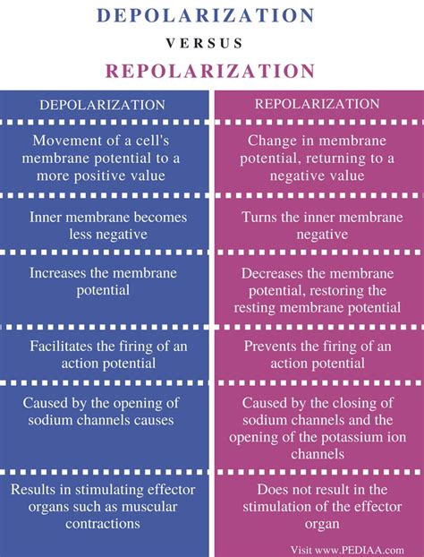 difference between depolarization and repolarization