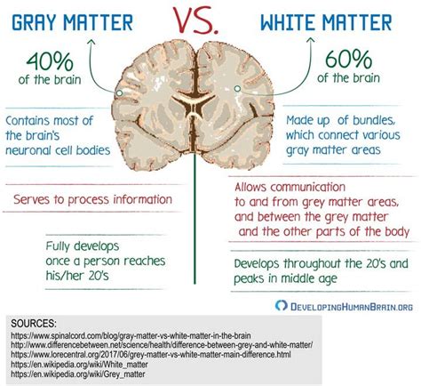 difference between grey and white matter function