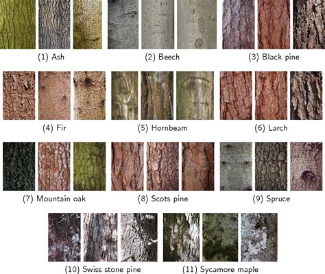 different colours of tree bark
