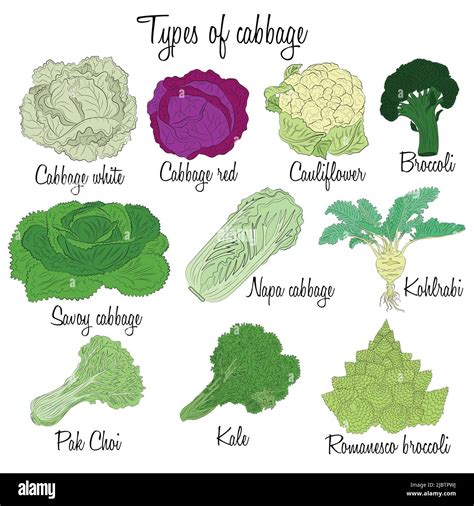 different types of cabbage plants