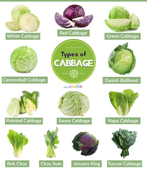 different types of cabbage uk