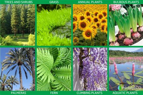 different types of ornamental plants