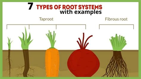 different types of roots with examples