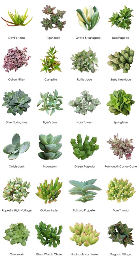 different types of succulent plants