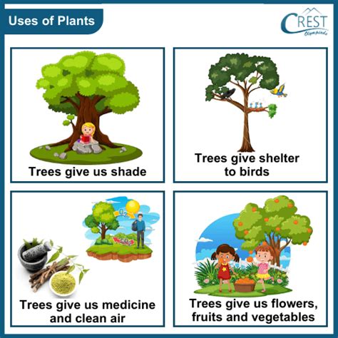 different uses of plants for class 4