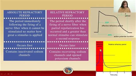 differentiate between absolute and relative refractory period