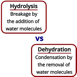 differentiate between dehydration synthesis and hydrolysis
