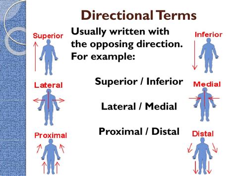 directional terms example sentences