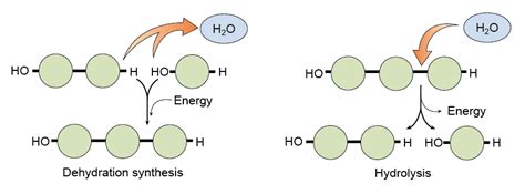 distinguish between dehydration synthesis and hydrolysis