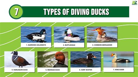 diving duck examples