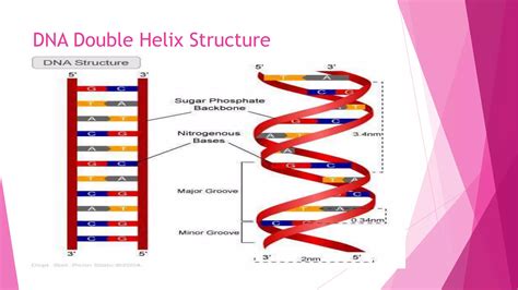 dna double helix lab