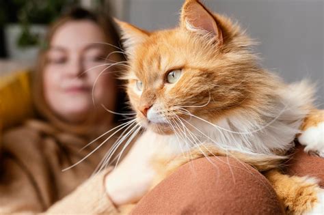 do cats miss their owners when rehomed