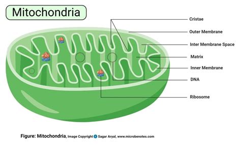 do plant cells have mitochondria explain