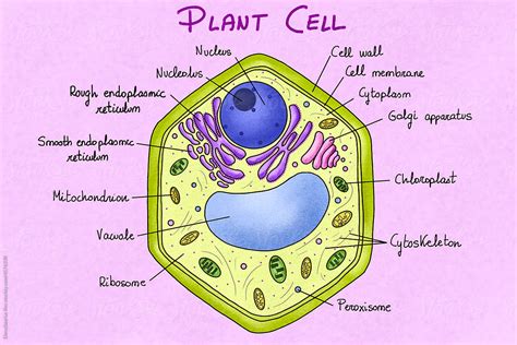 does plant cell have cytoskeleton