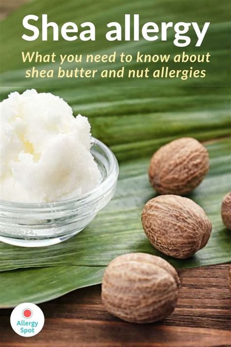 does shea butter cause nut allergy