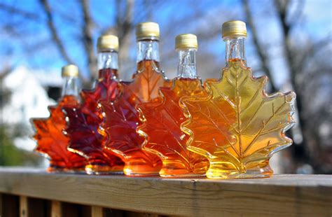does silver maple make good syrup