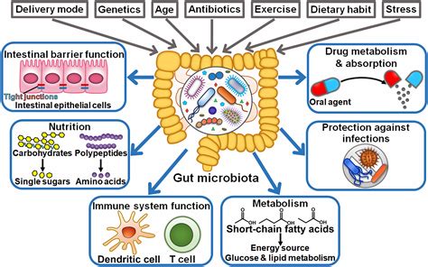 does stress affect the gut microbiome