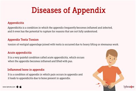 does the appendix has a function