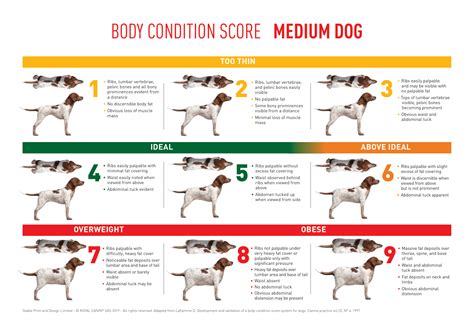 Dog Body Score Chart