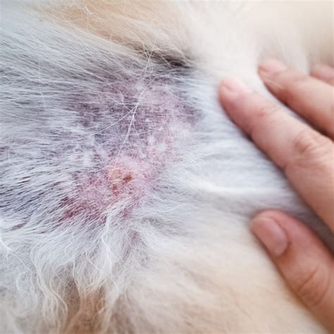 Dog with skin allergies
