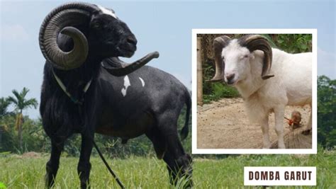 domba
