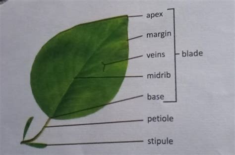 draw and label the parts of leaf class 6