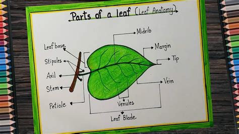draw the diagram of leaf and label the parts class 6