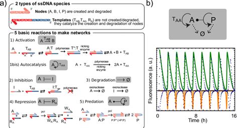 Dynamic Dna Toolbox Reaction Circuits A Walkthrough