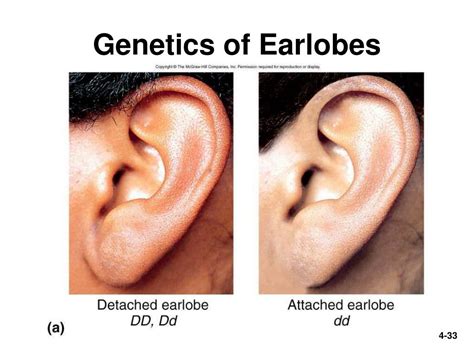 Earlobes genetics