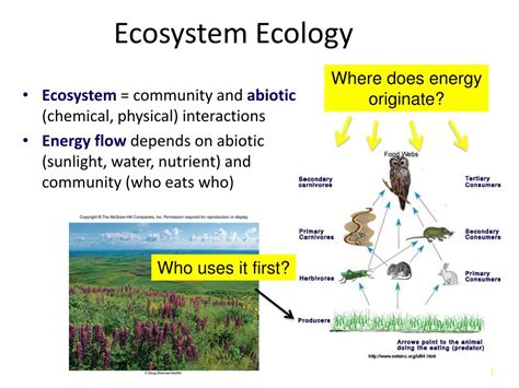 ecological processes examples