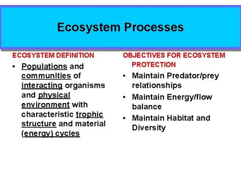 ecosystem processes definition