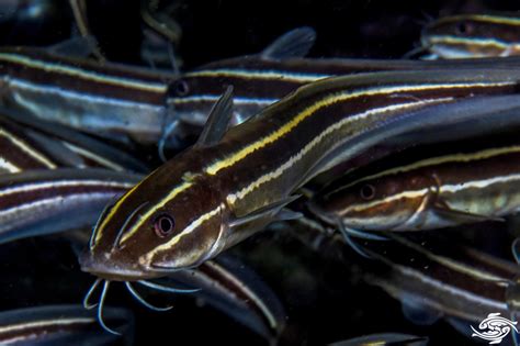 eel catfish