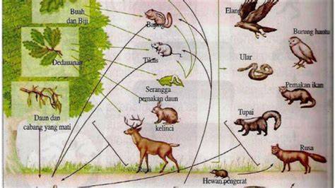 Ekosistem Hutan