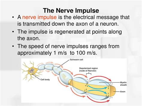 electrical impulse definition